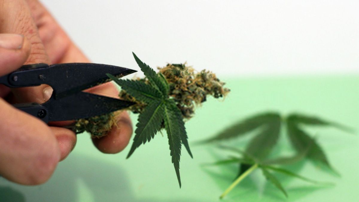 Enhance Your Everyday Events With&nbsp;Cannabis