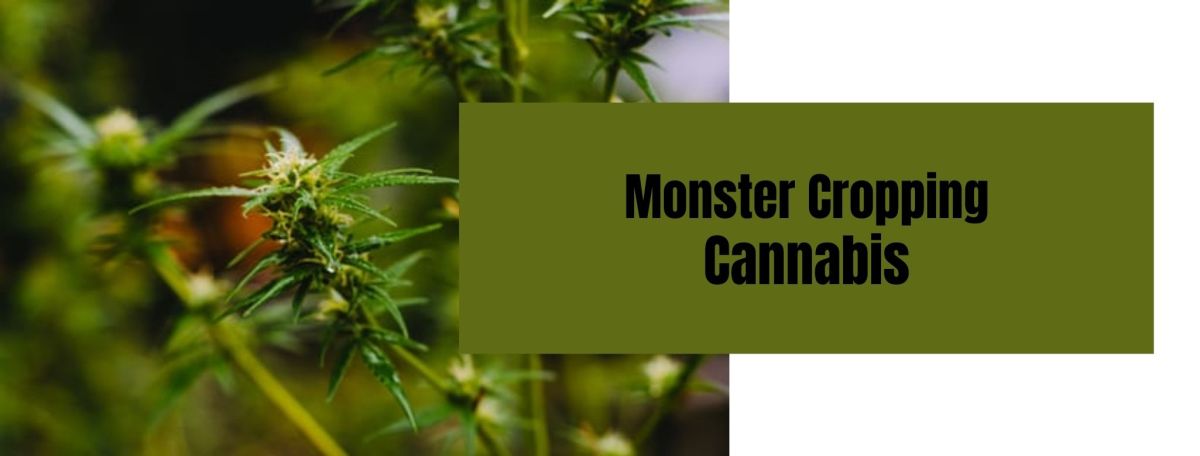 Here is Everything You Need to Learn About Monster Cropping&nbsp;Cannabis